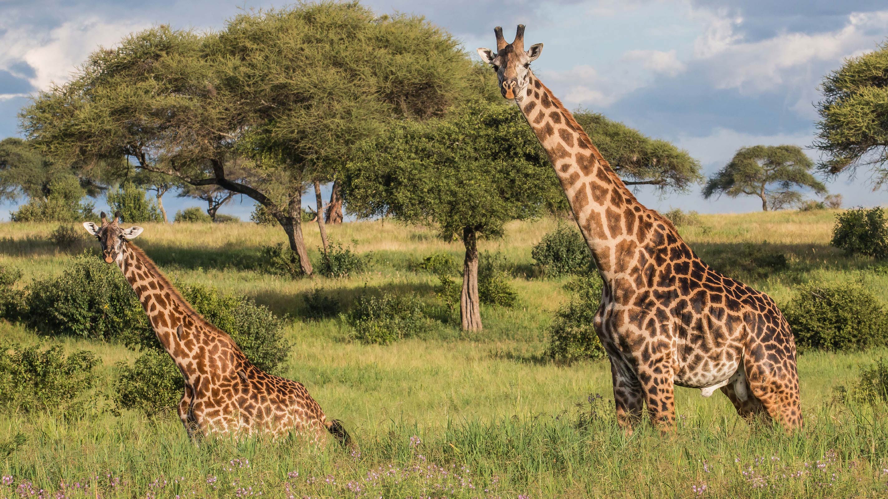 Tarangire National Park